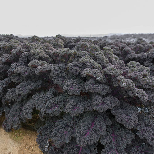 Sunbor Hybrid Kale