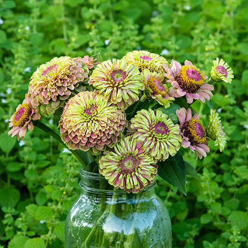 Queeny Lime with Blotch Zinnia
