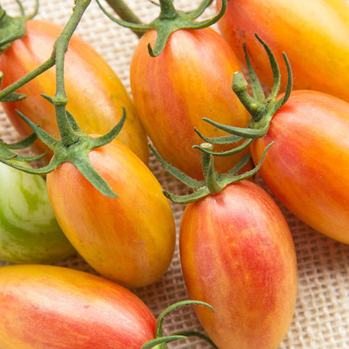 Artisan Blush Tomato
