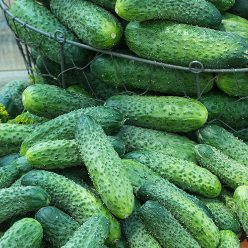 Dafne Hybrid Pickling Cucumber