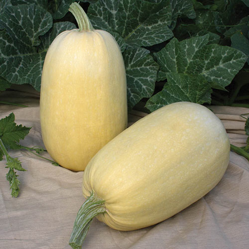 Tivoli Hybrid Spaghetti Winter Squash