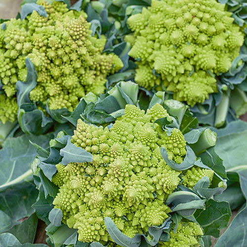 Romanesco Broccoli Seed