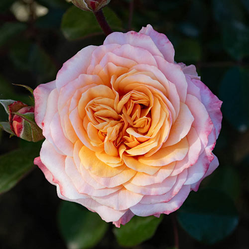 Morning Glow<sup>™</sup> Floribunda Rose
