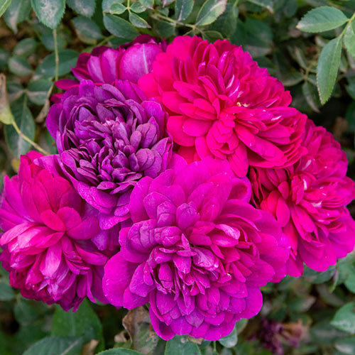 Sultry Night<sup>™</sup> Shrub Rose