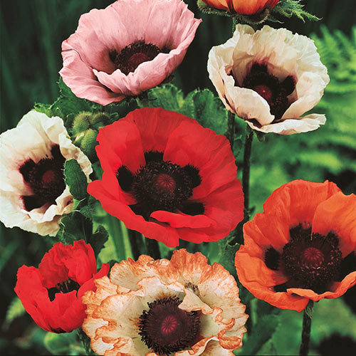 Colorful Oriental Poppy Collection