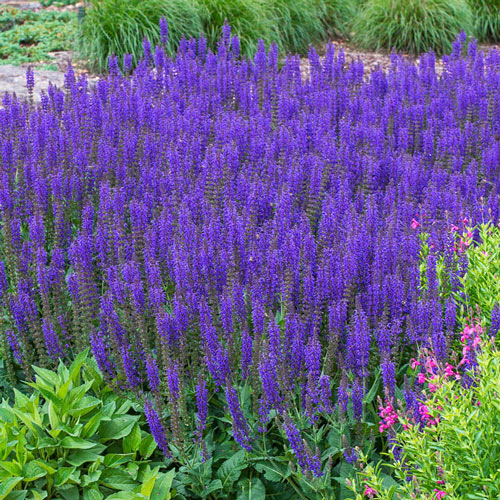 April Night Salvia