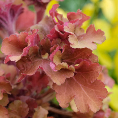 Frilly Coral Bells