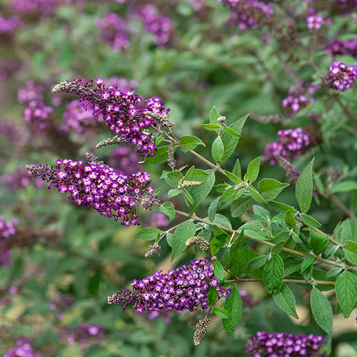 Polka Dot Butterfly Bush