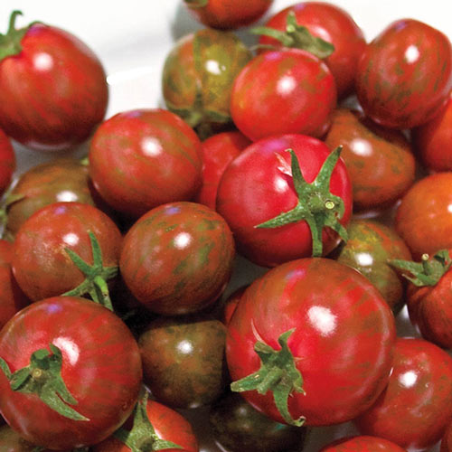 Zebra Cherry Hybrid Tomato