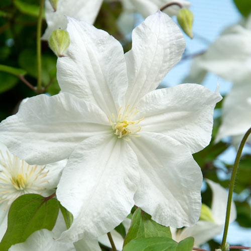 Clematis Snow Storm