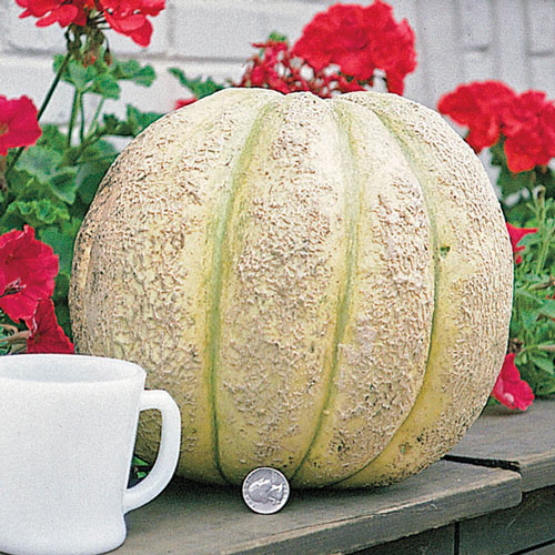 Gurney's<sup>®</sup> Giant Improved Hybrid Cantaloupe Seed