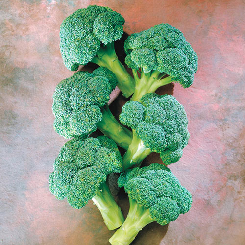 Marathon Hybrid Broccoli