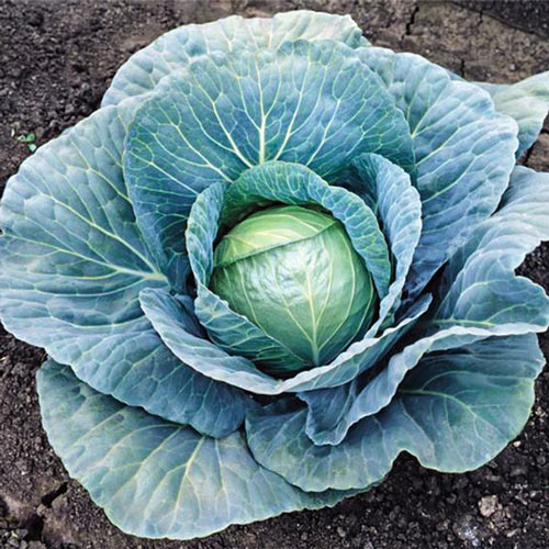 Blue Vantage Hybrid Cabbage Seed