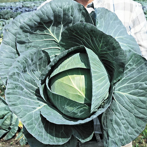 Bravo Hybrid Cabbage Seed