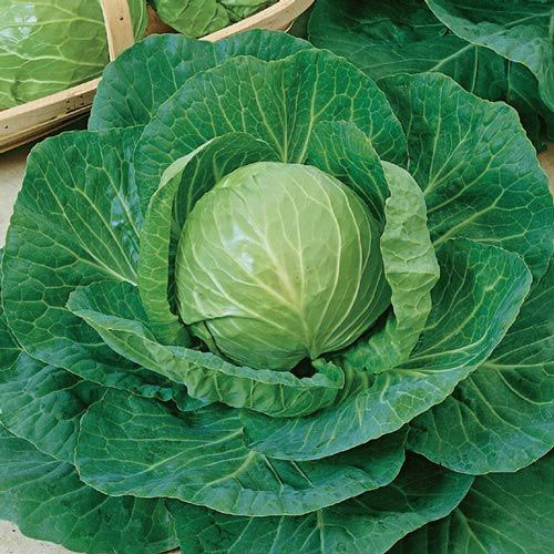 Early Flat Dutch Cabbage Seed