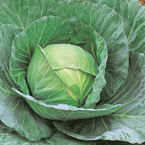 Cheers Hybrid Cabbage Seed