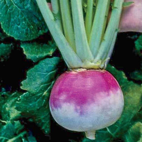 Royal Crown Hybrid Turnip Seed