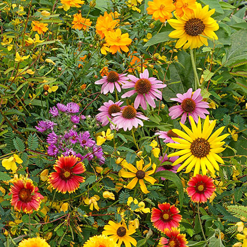 Southeast Wildflower Seed Mix