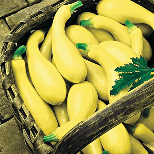 Dixie Yellow Crookneck Summer Squash Seed