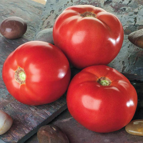 Bella Rosa Hybrid Tomato