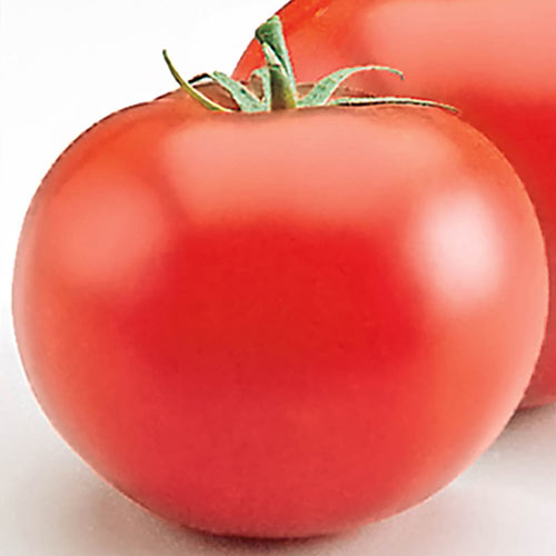 Heatmaster Hybrid Tomato