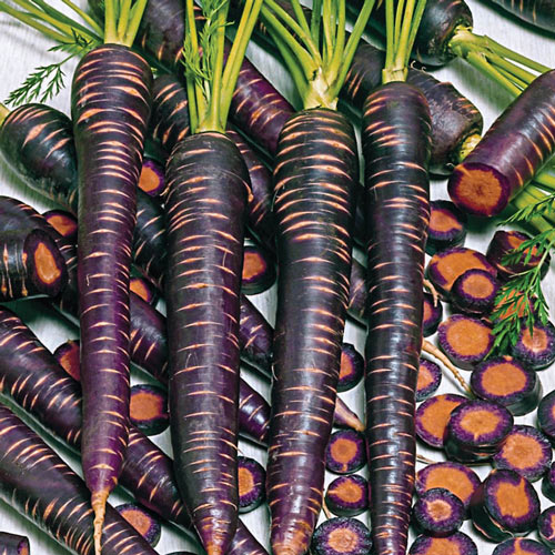 Purple Haze Hybrid Carrot Seed