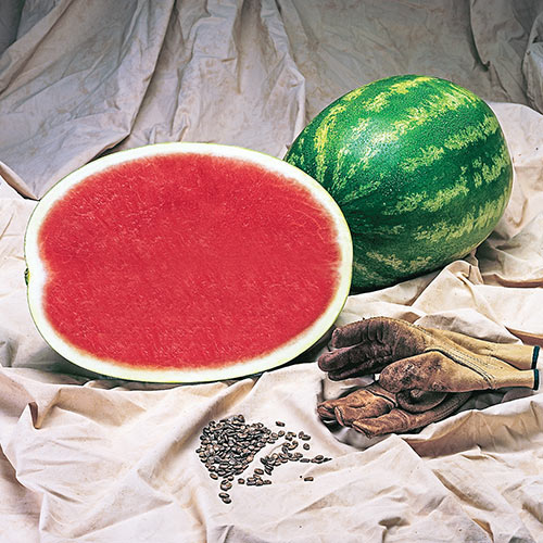 Tri-X 313 Seedless Hybrid Watermelon Seed