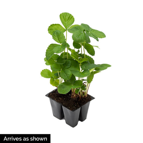 Earliglow Junebearing Strawberry Plant