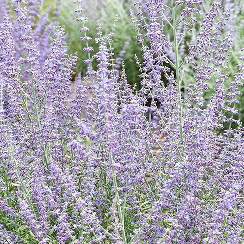 Prime Time Russian Sage