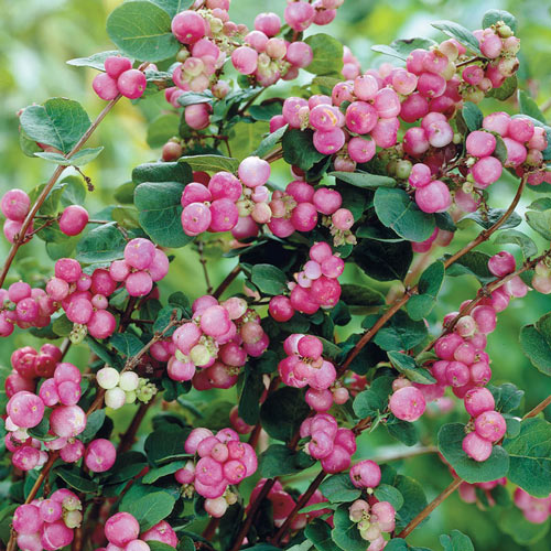 Coralberry Indian Currant