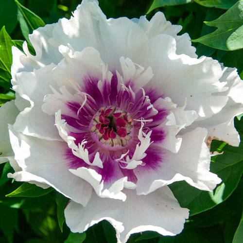 Raggedy Ann Itoh Peony