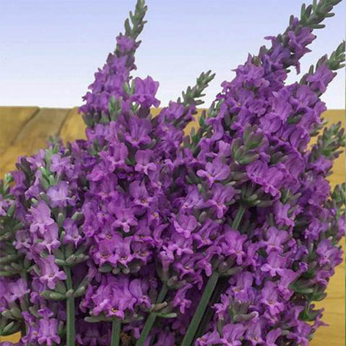 Sensational!<sup>®</sup> Lavender