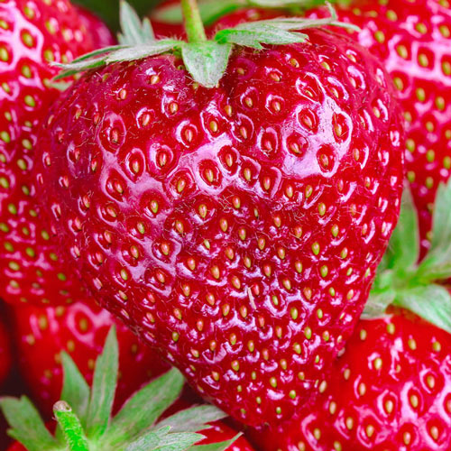 Quinault Strawberry