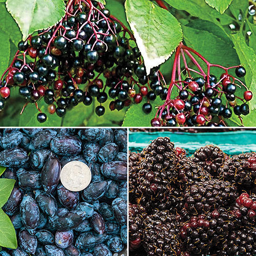 The All Season Native Fruit Collection