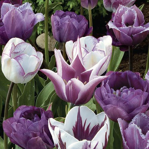 Purple Perfection Duo Tulip