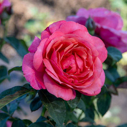 Miss Manners™ Grandiflora Rose