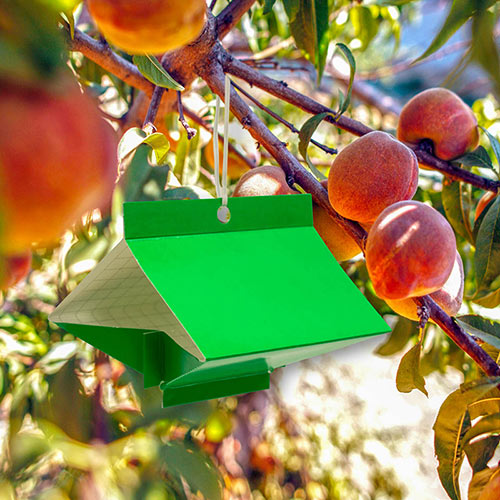 Peach Tree Borer Lure & Trap