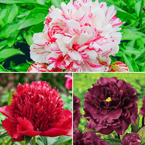 Peony Collection