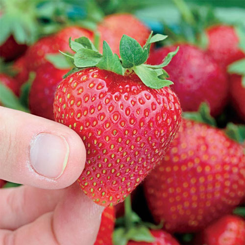 Everbearing Strawberry Collection