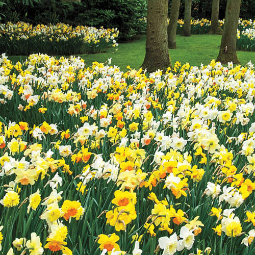 Daffodils for Shade Mix