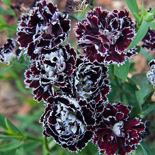 Velvet 'n Lace Hardy Carnation