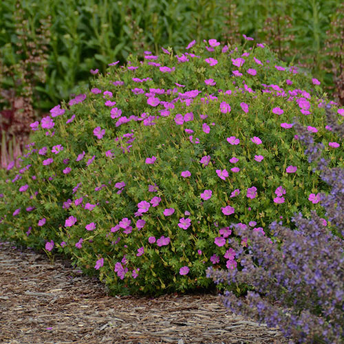 New Hampshire Purple Geranium