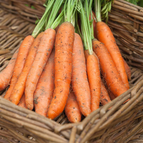 Crunch-A-Bunch™ Hybrid Carrot