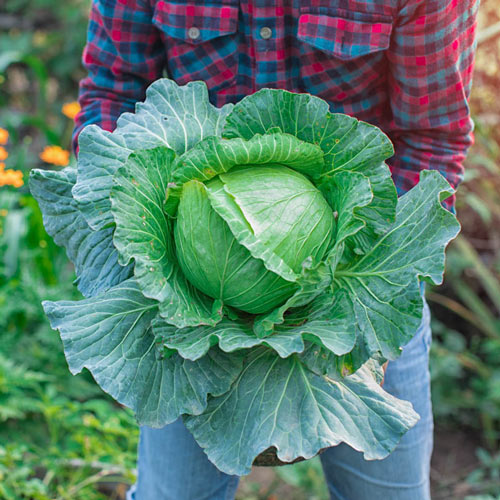 Slaw Master™ Hybrid Cabbage