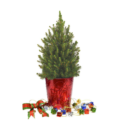 Colorful Presents Potted Spruce Tree