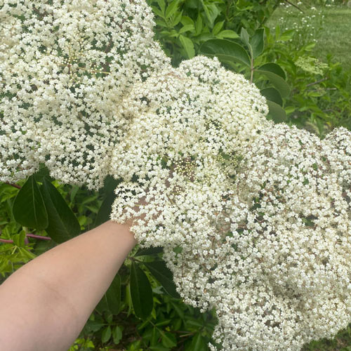 Pocahontas Elderberry