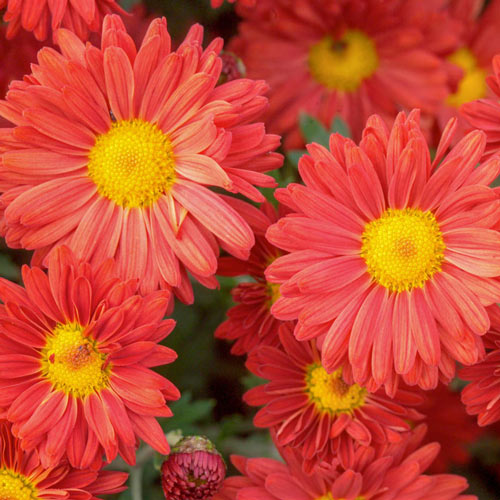 Mammoth Mums Collection - 6 Plants
