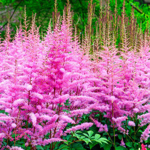 Astilbe Amethyst