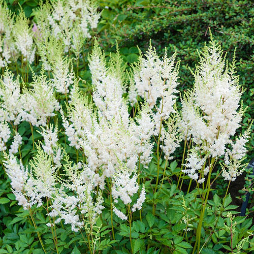 Astilbe Diamond