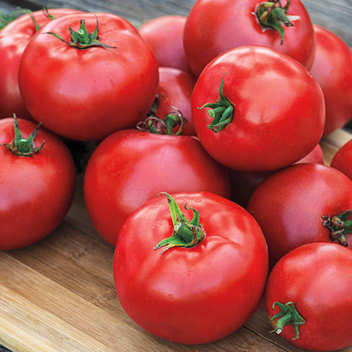 Gurney Girl's Best Hybrid Tomato